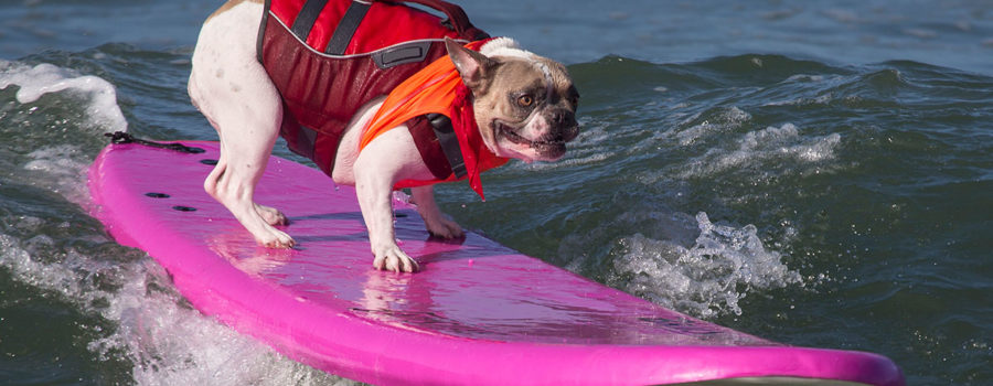 Can Dogs Learn to Surf? Skateboard? Are Those Viral Videos Real?