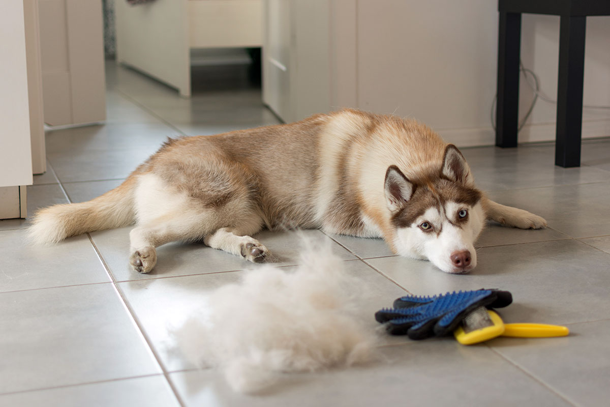 My Dog Is Shedding A Lot Is This Normal The Vet Store